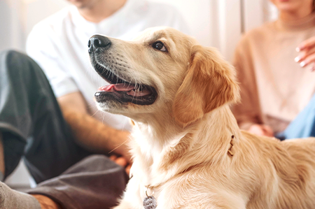 只為毛孩的歡樂時光